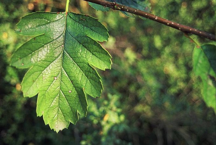 Sorbus mougeotti
